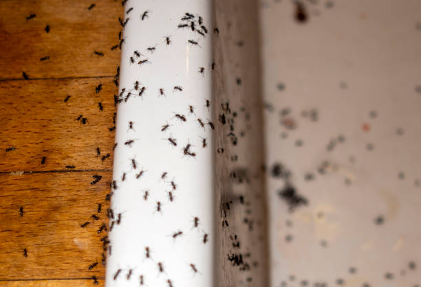 Best Affordable Pest Control Services  in Wathena, KS